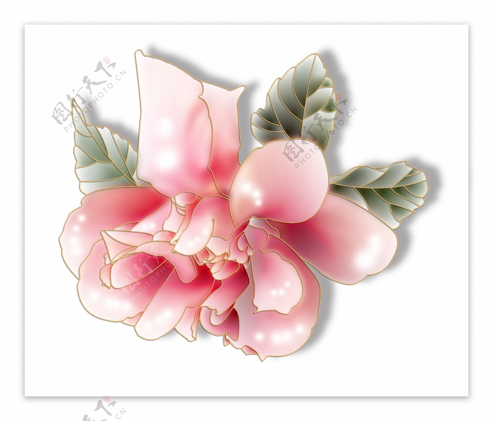 张扬的粉色牡丹花