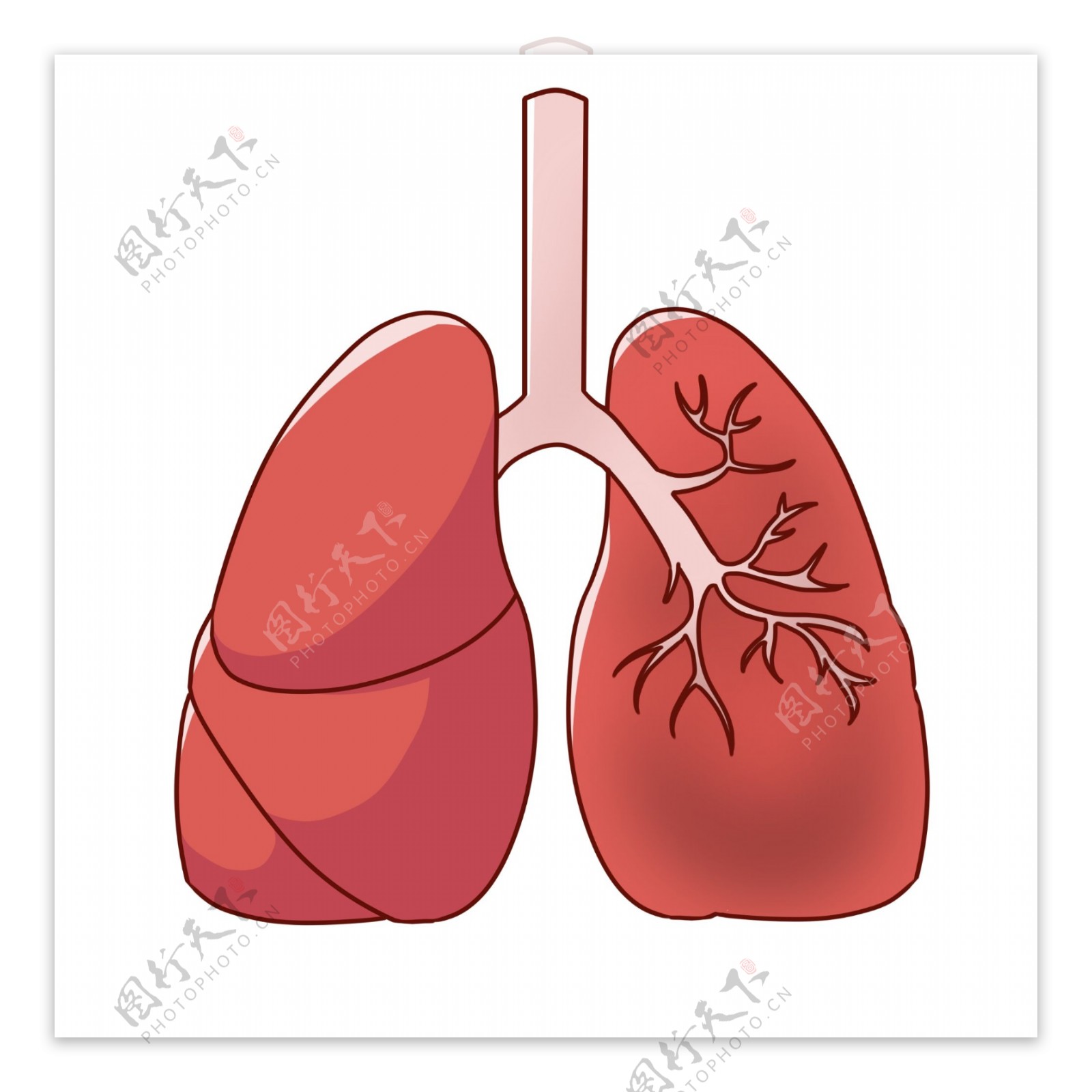 卡通红色器官肺插图