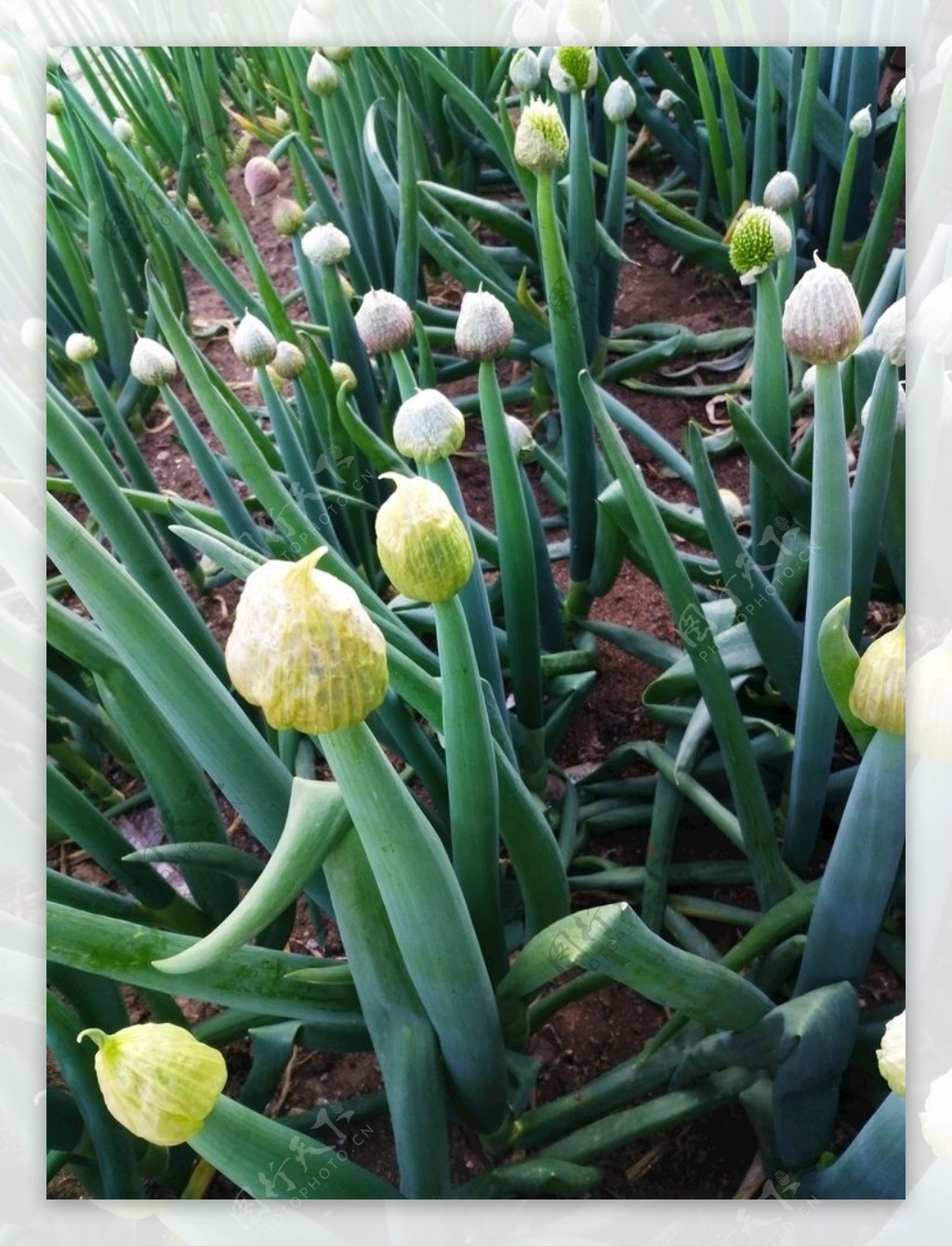 观赏葱（大花葱）的花 - 免费可商用图片 - CC0素材网