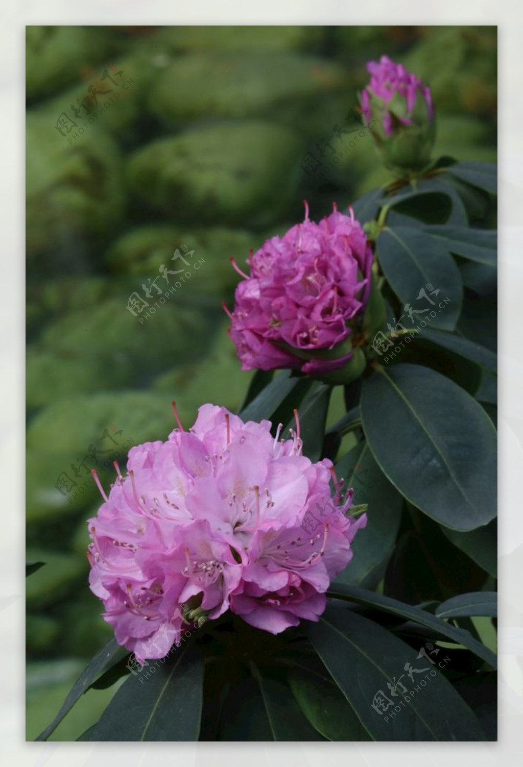 高山杜鹃花