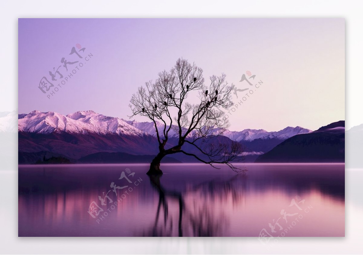 紫色树自然风光