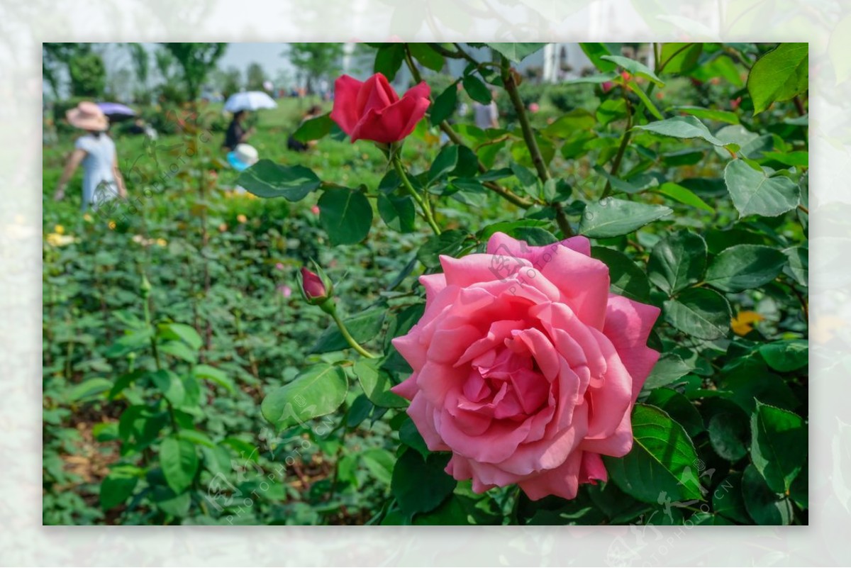 盛开的玫瑰花园素材-盛开的玫瑰花园图片素材下载-觅知网