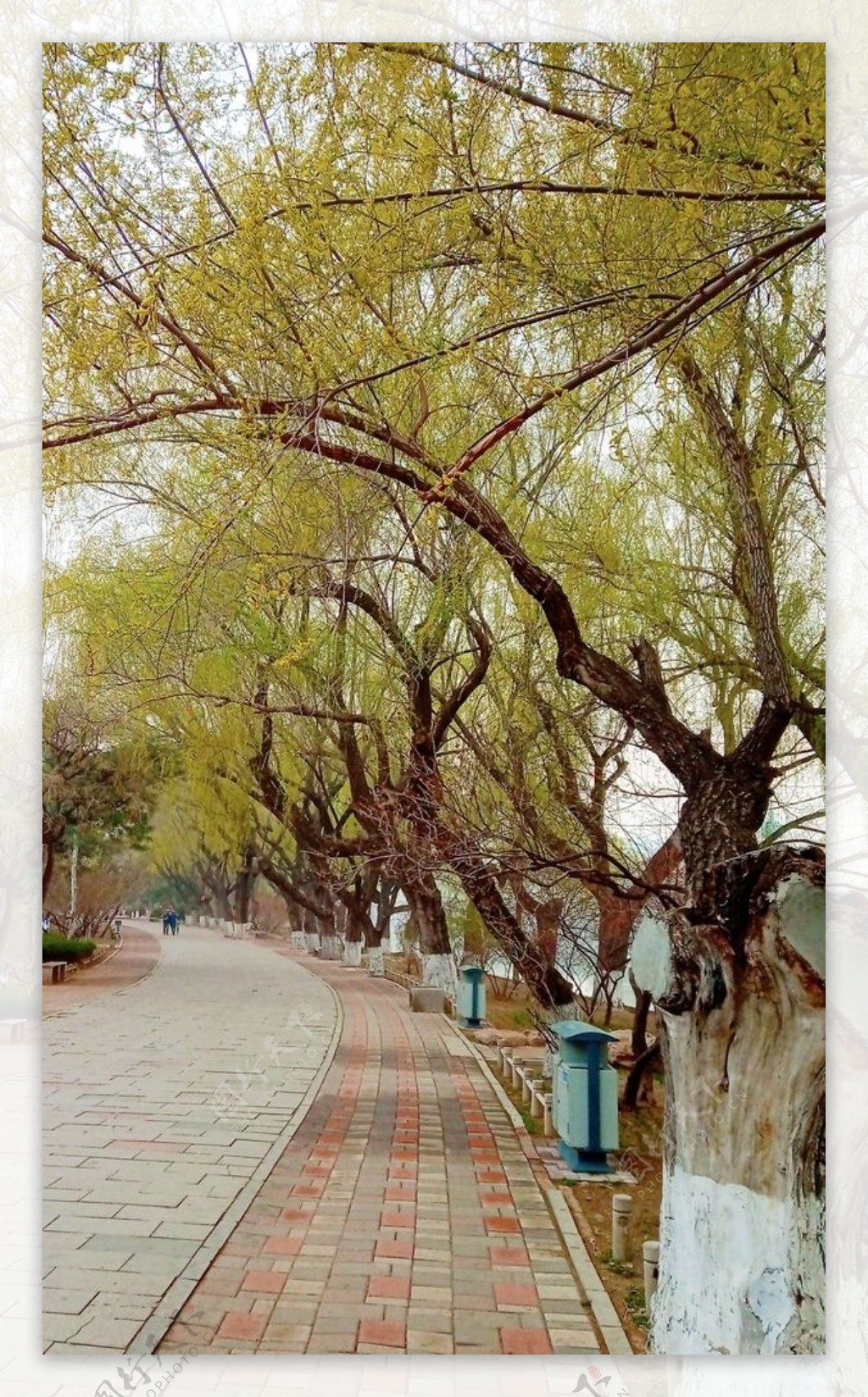 公园柳树摄影