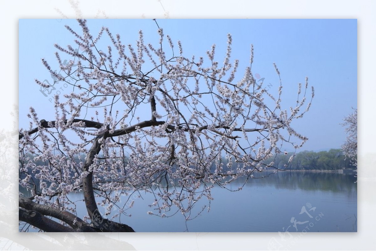 颐和园山桃花