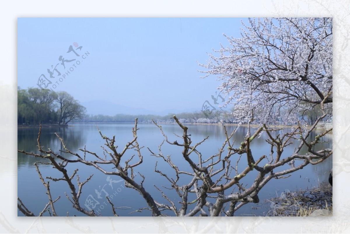 颐和园山桃花