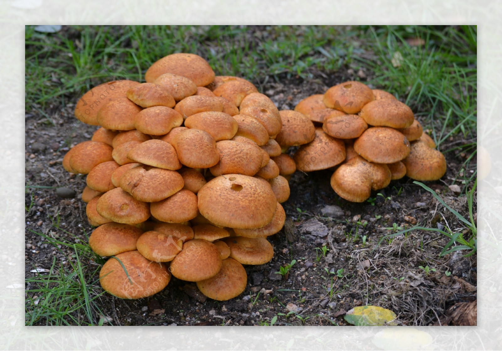 野生蘑菇真菌