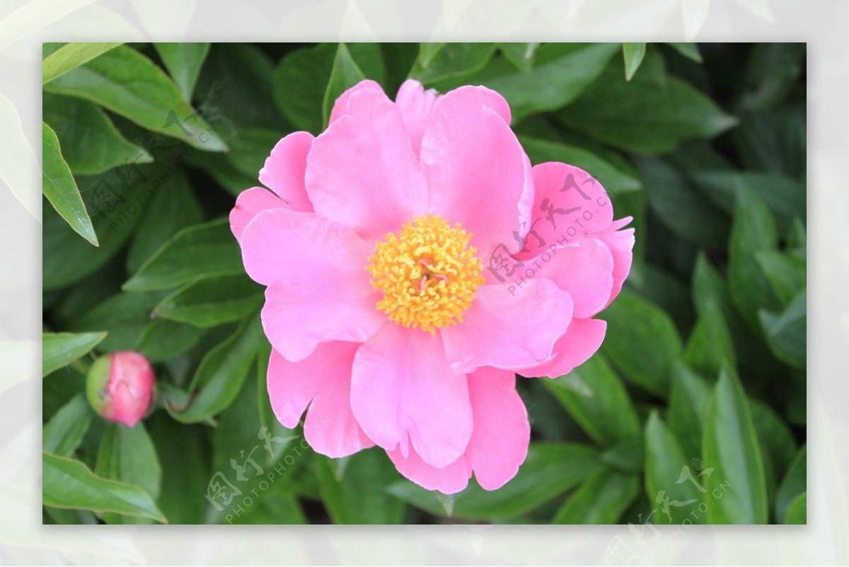 芍花芍药花芍药花海亳州