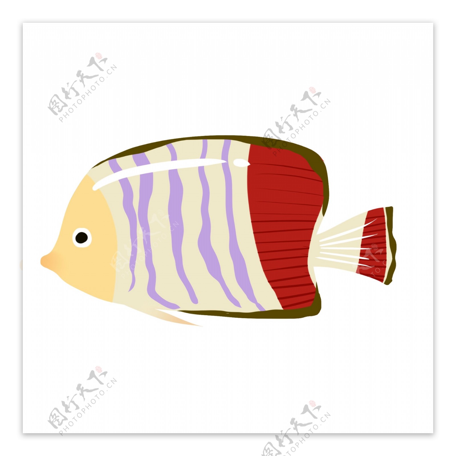 热带鱼花纹鱼