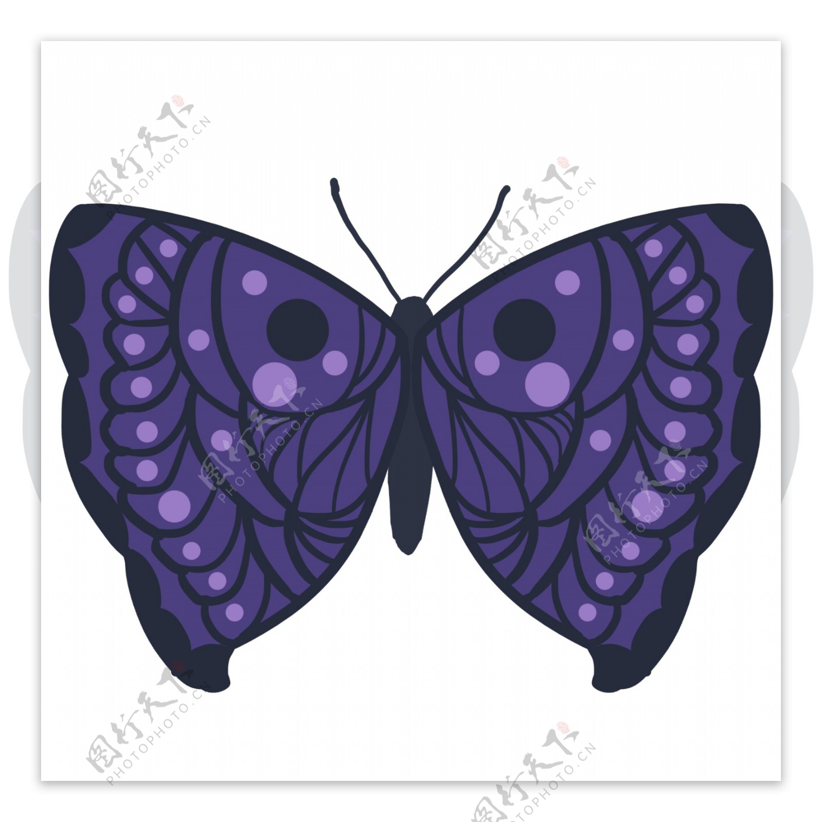 紫色斑点蝴蝶