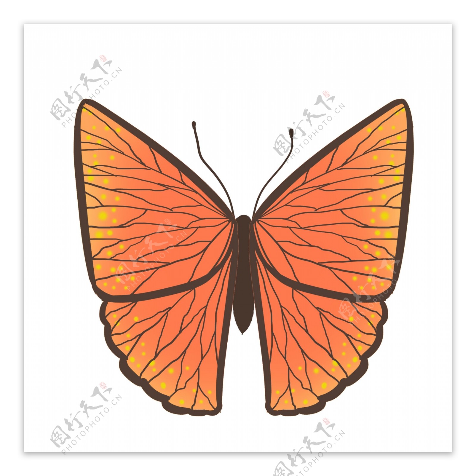 昆虫蝴蝶橙色