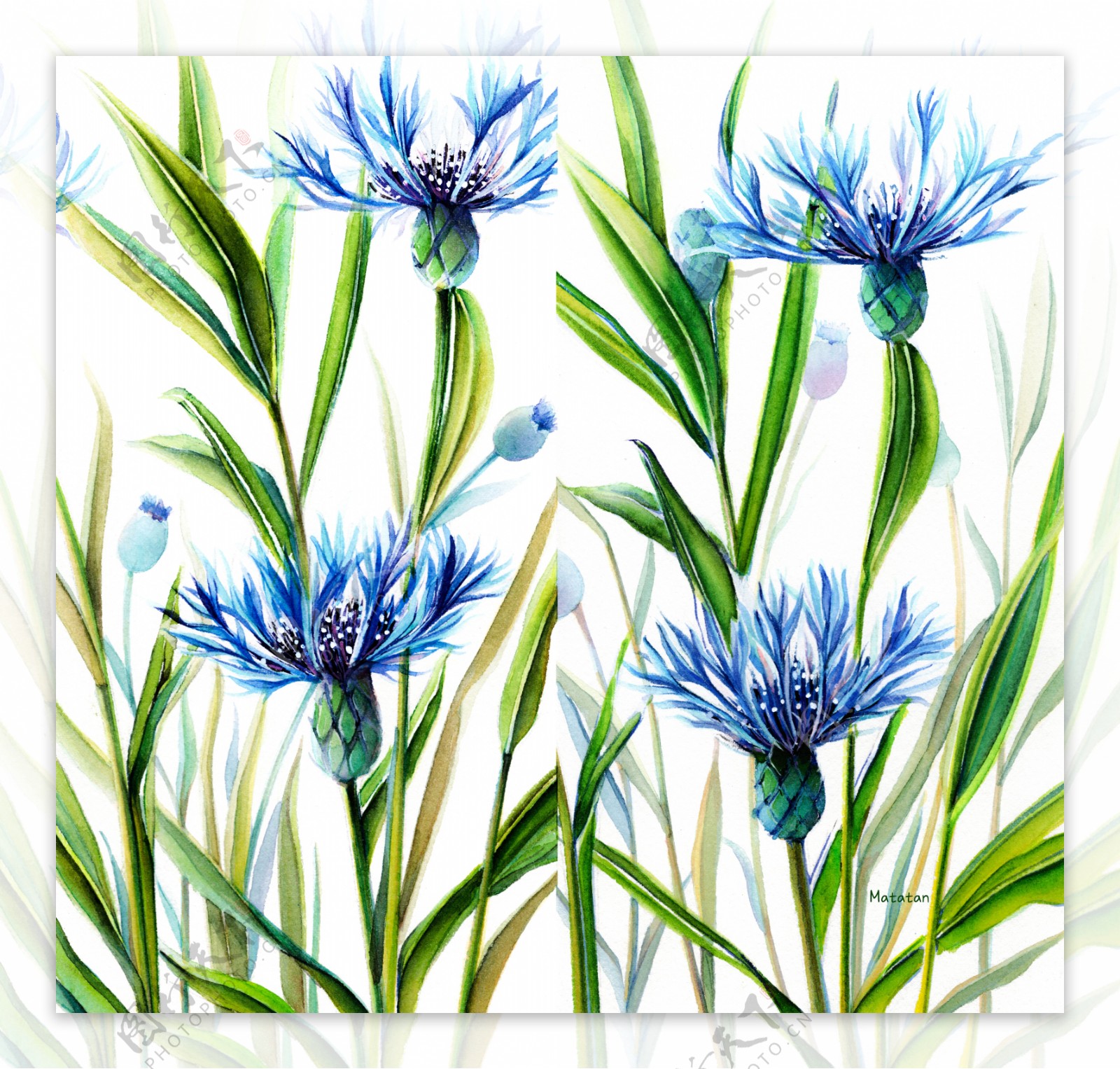 蓝色野菊花插图