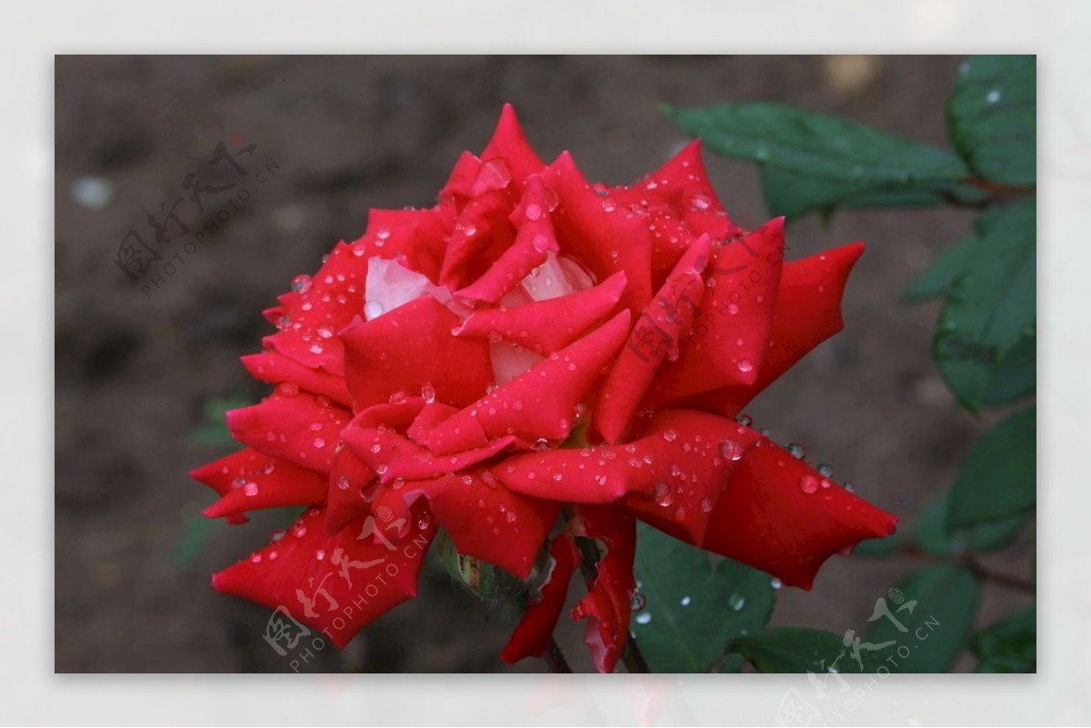 雨露月季花