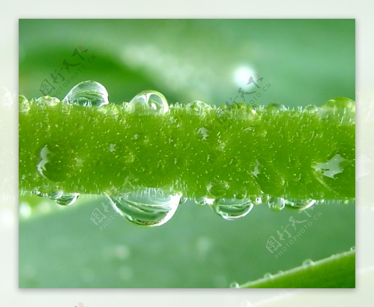 晶莹水滴唯美图演绎大自然的美妙世界-搜狐大视野-搜狐新闻
