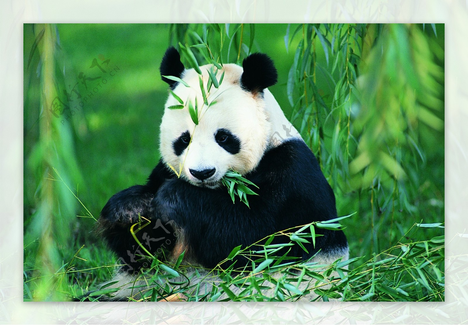 熊猫野生动物动物户外
