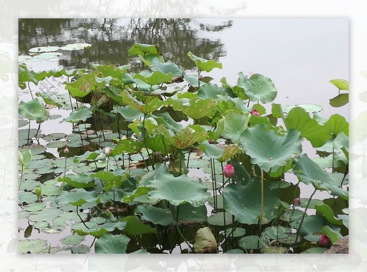 水上荷花