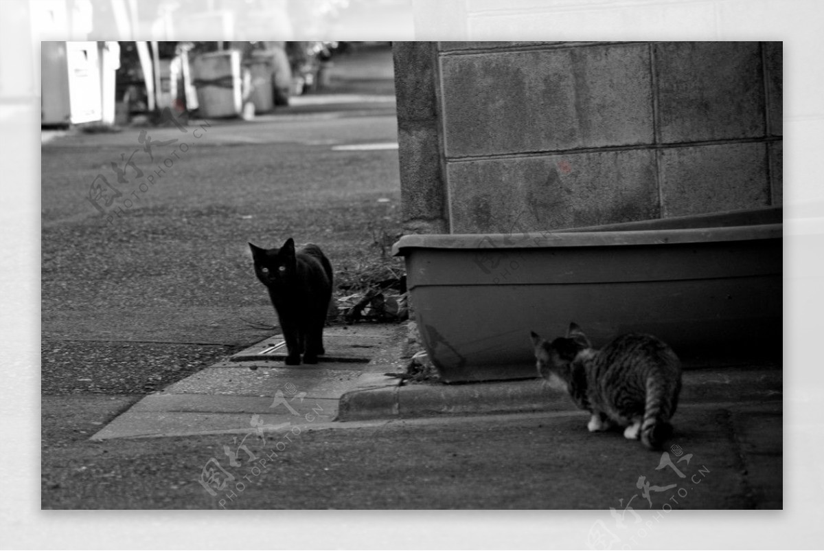 路边相遇的黑猫