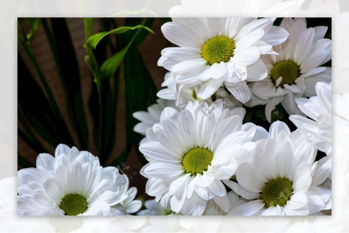 纯白色菊花花朵