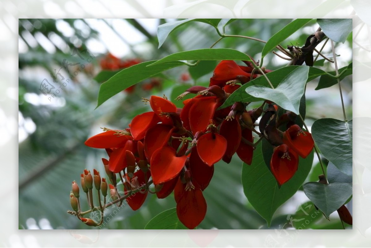 龙牙花