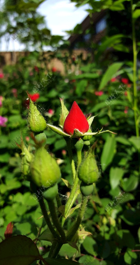 月季花苞