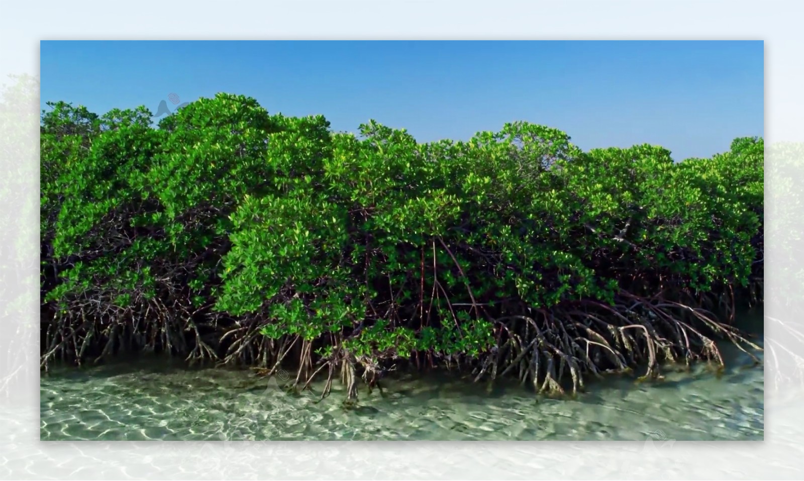 100,000+张最精彩的“红树林”图片 · 100%免费下载 · Pexels素材图片