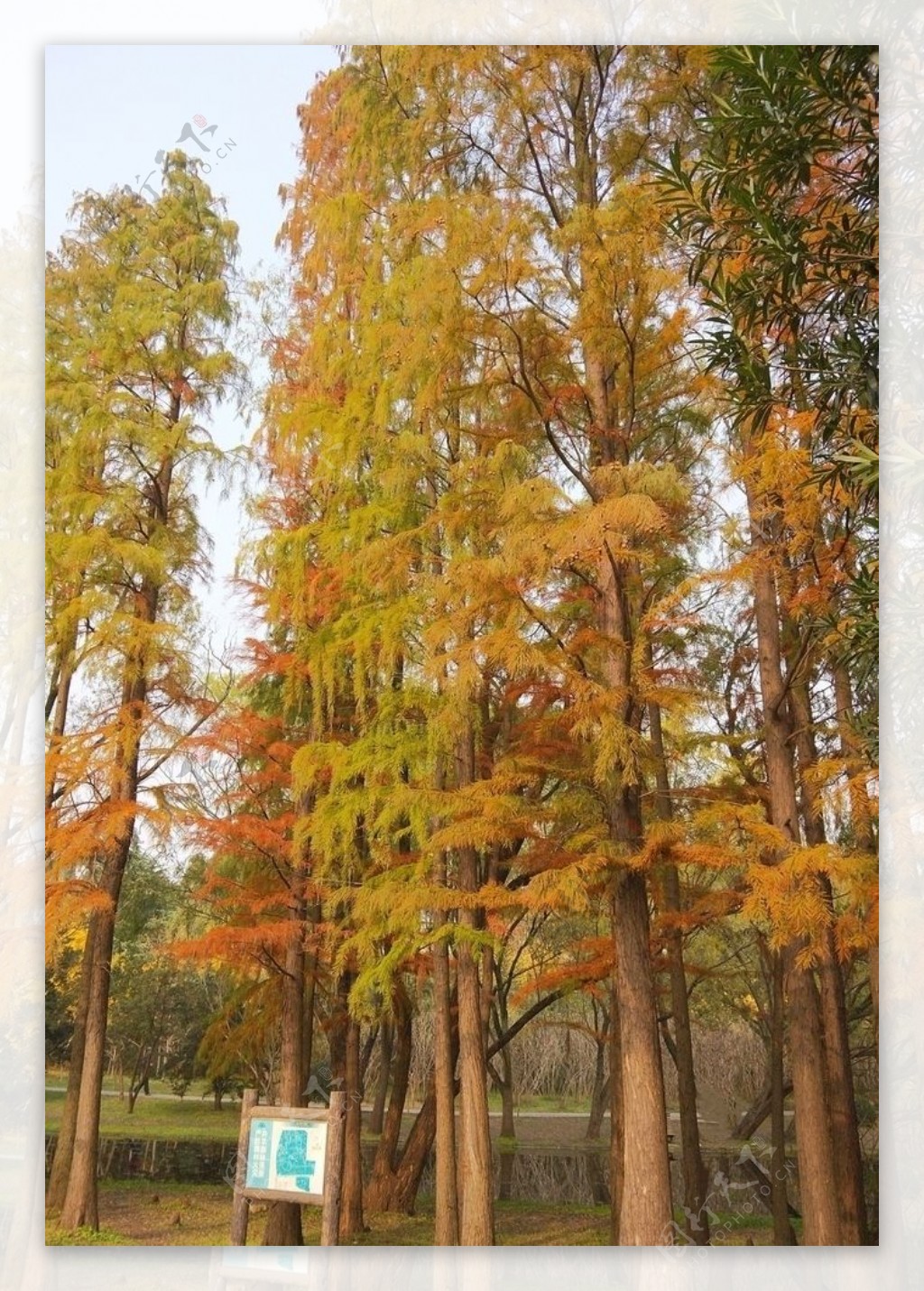 秋天多彩杉树自然风景