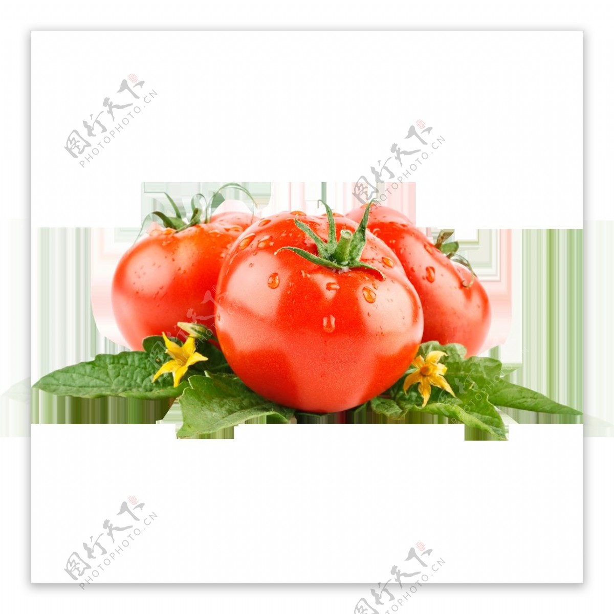 西红柿番茄新鲜西红柿西红