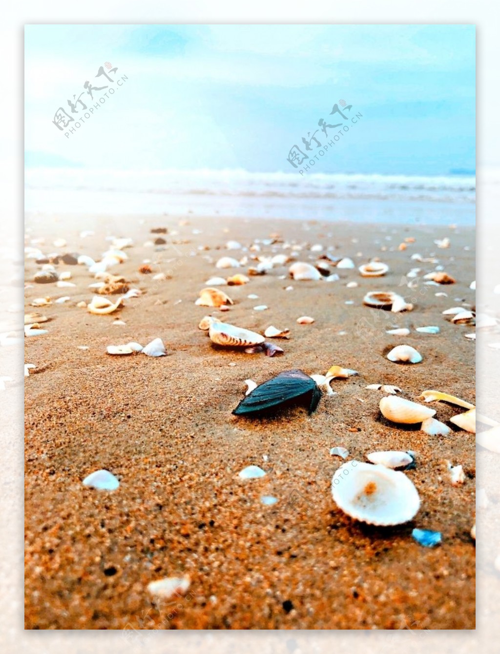 沙滩大海贝壳