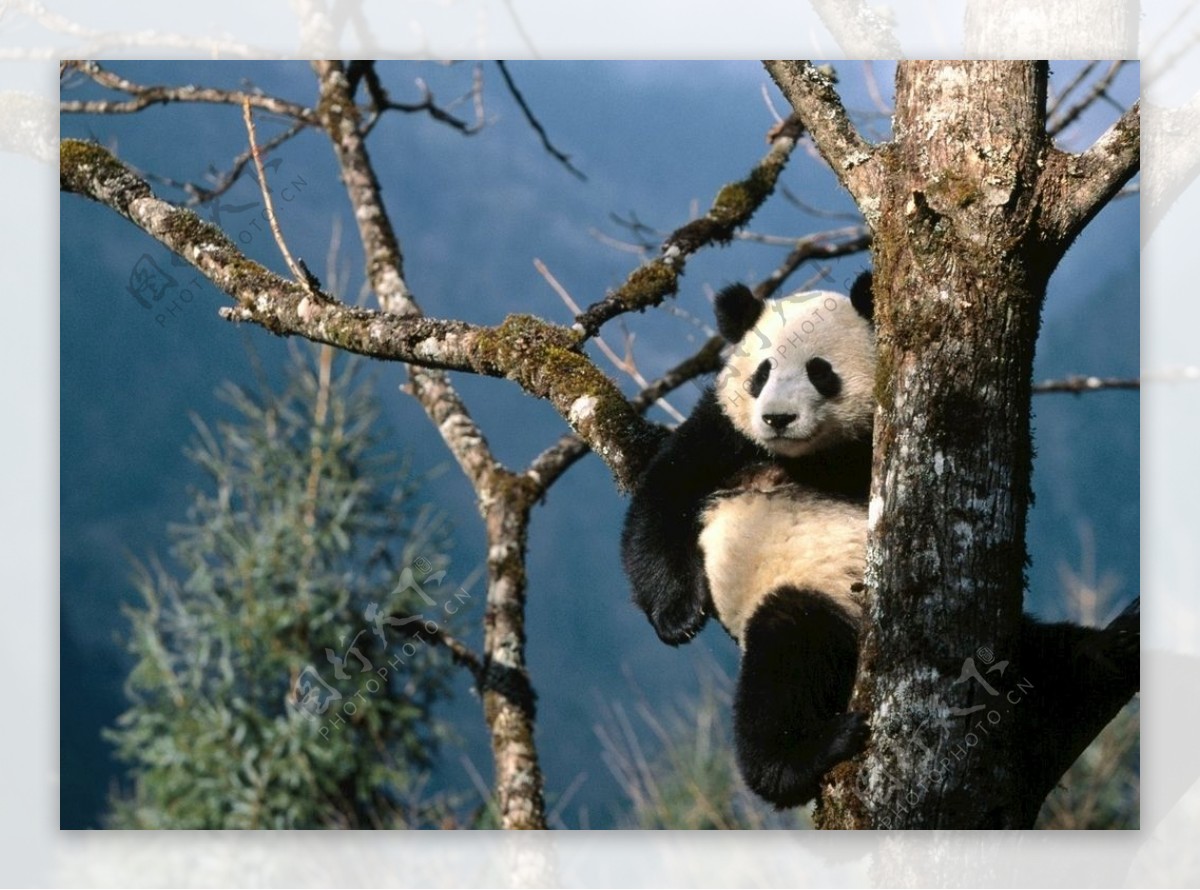 会爬树的熊猫