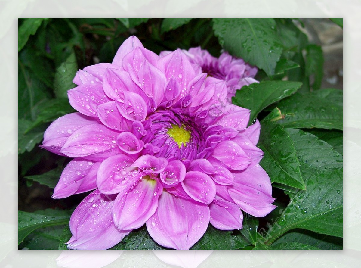 紫红色的花花海花园浪漫