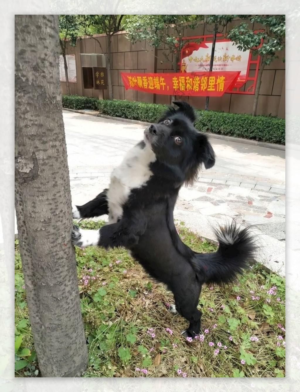 黑毛狗熊熊黑狗蝴蝶犬