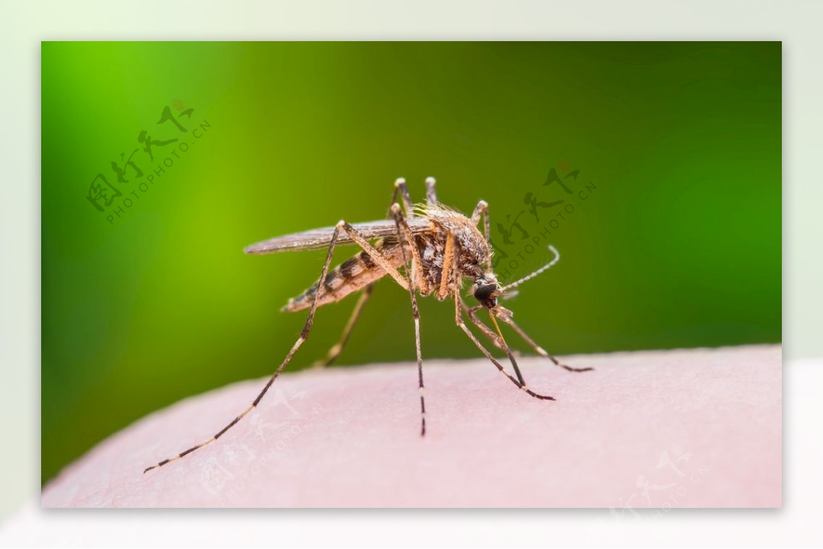 蚊子吸了一次血之后，多久才可以消化完全再次进攻你