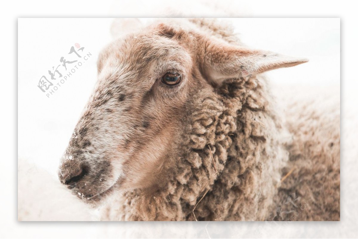 冬日里羊的肖像