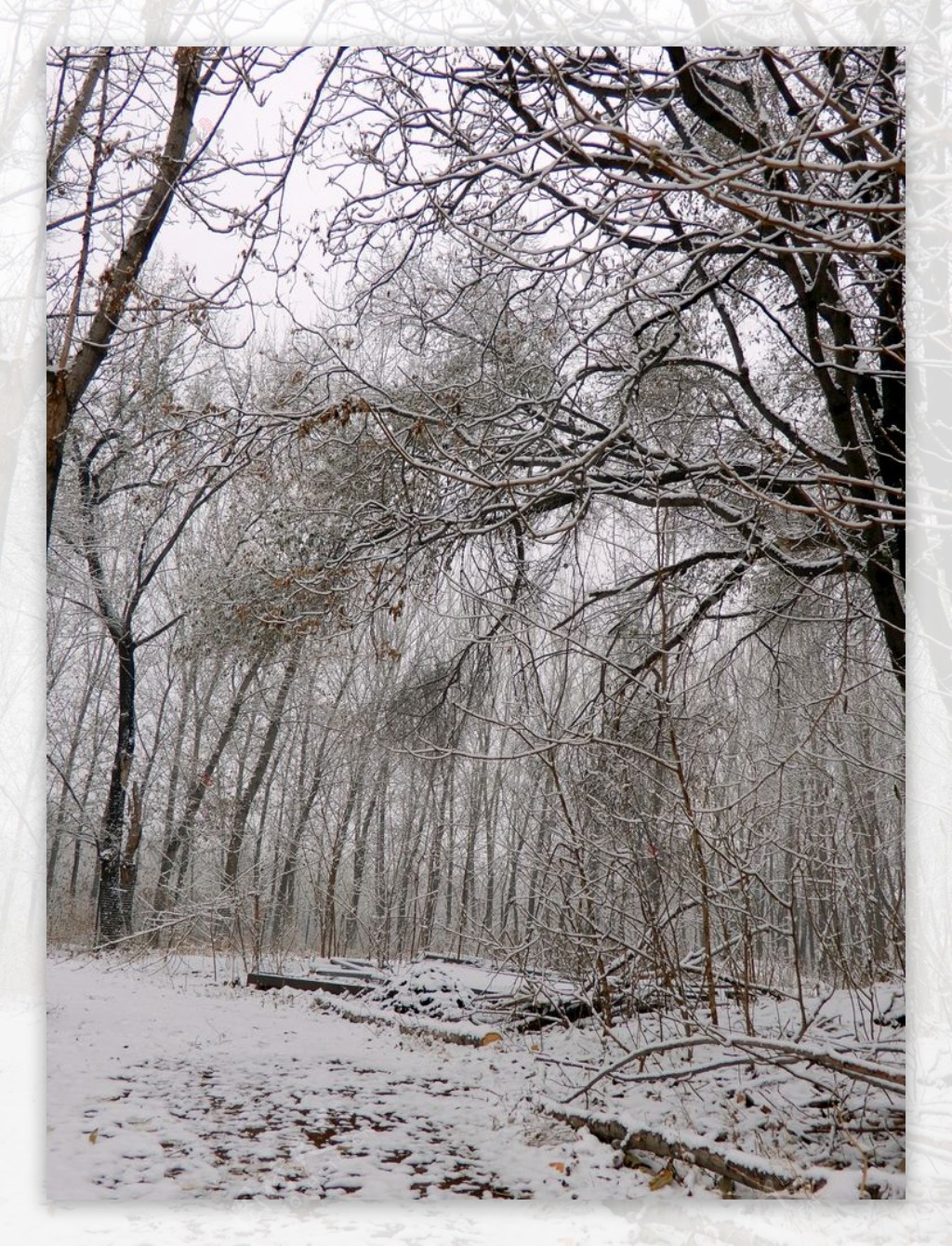 雪景