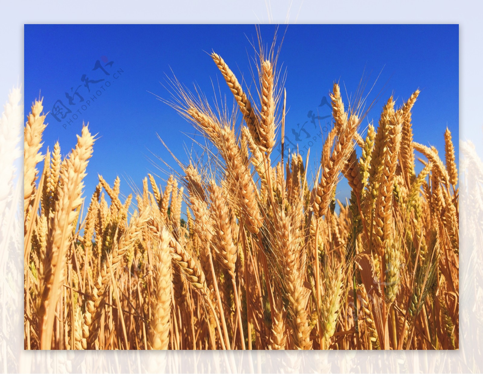 两大口粮小麦水稻品种自主率100%怎么做到的_手机新浪网