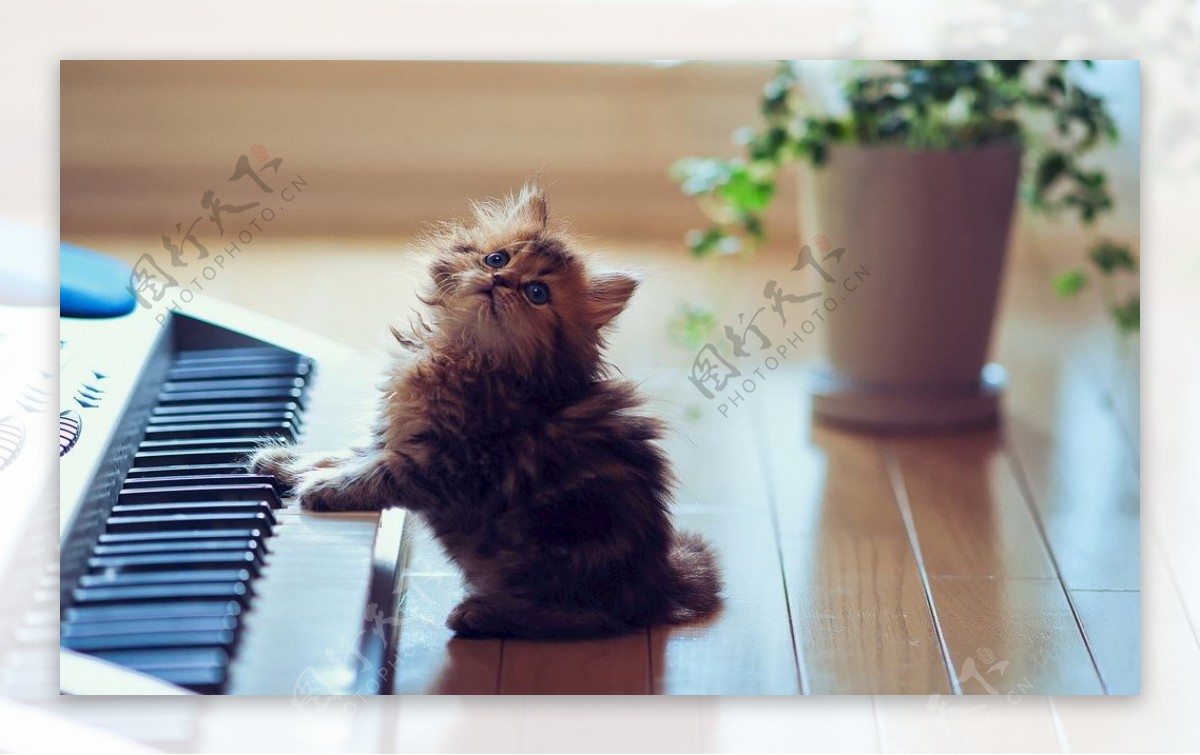 弹琴的小猫
