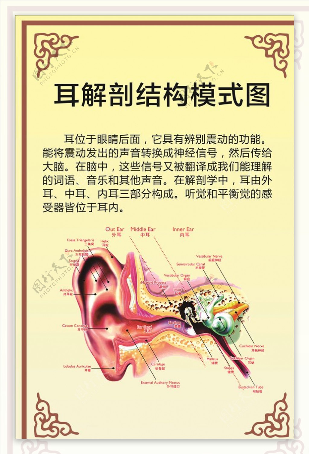 耳解剖结构模式图
