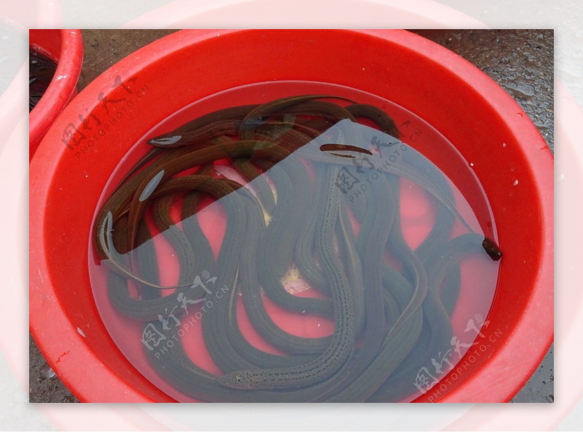 黄鳝-江西水产经济动物-图片