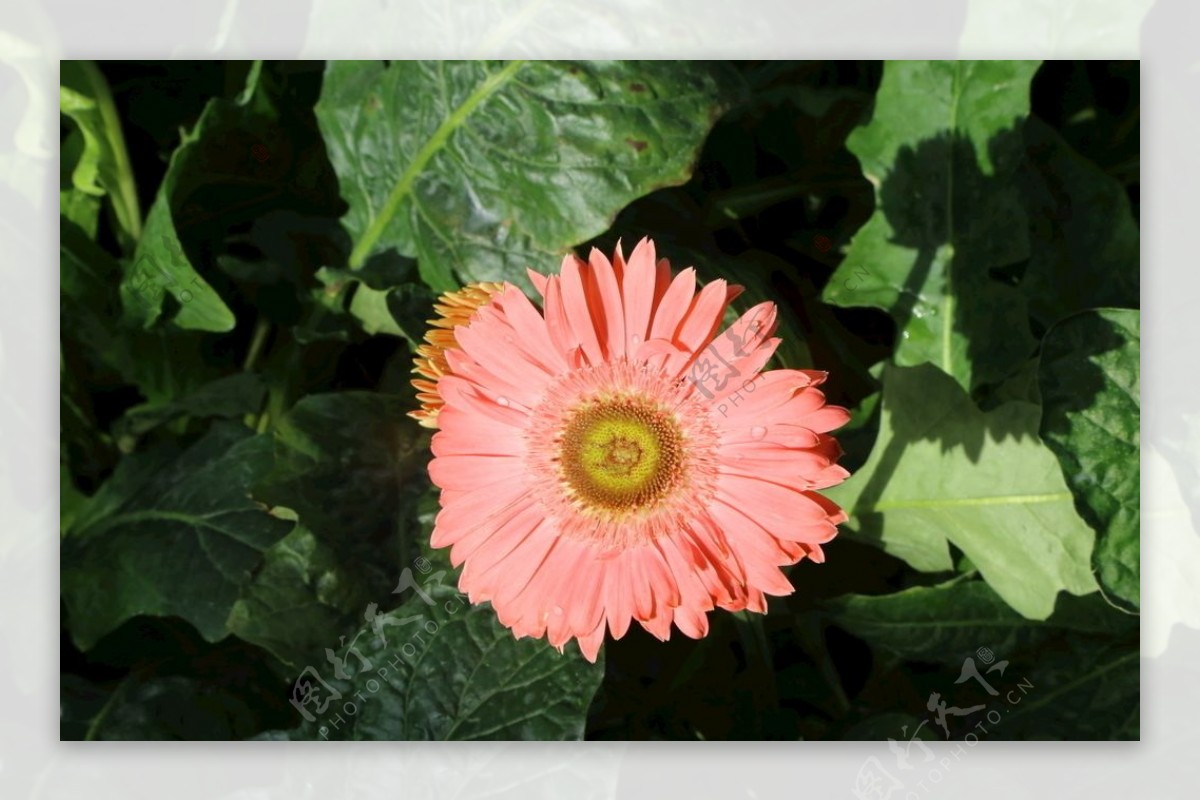 下载壁纸 花卉, 非洲菊, 橙 免费为您的桌面分辨率的壁纸 4000x3000 — 图片 №126084