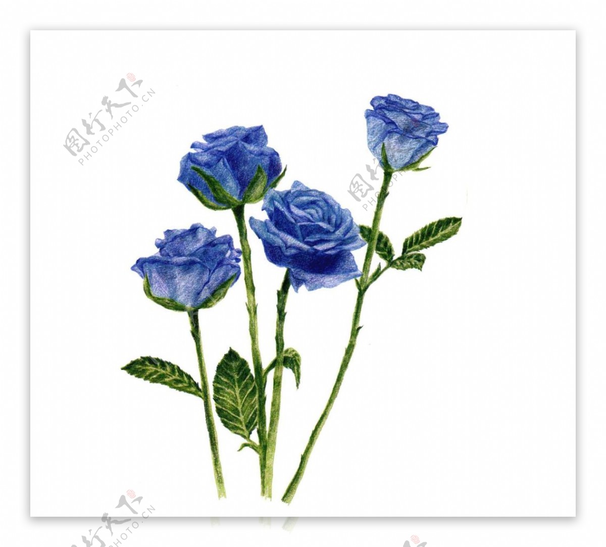 手绘蓝玫瑰
