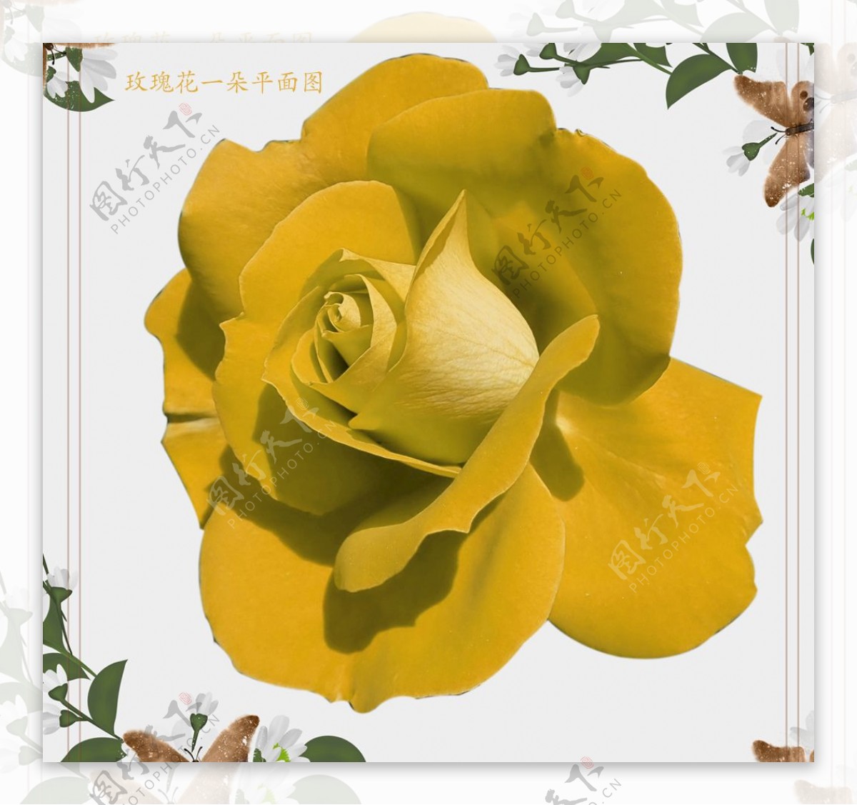 一朵黄玫瑰花朵图片素材