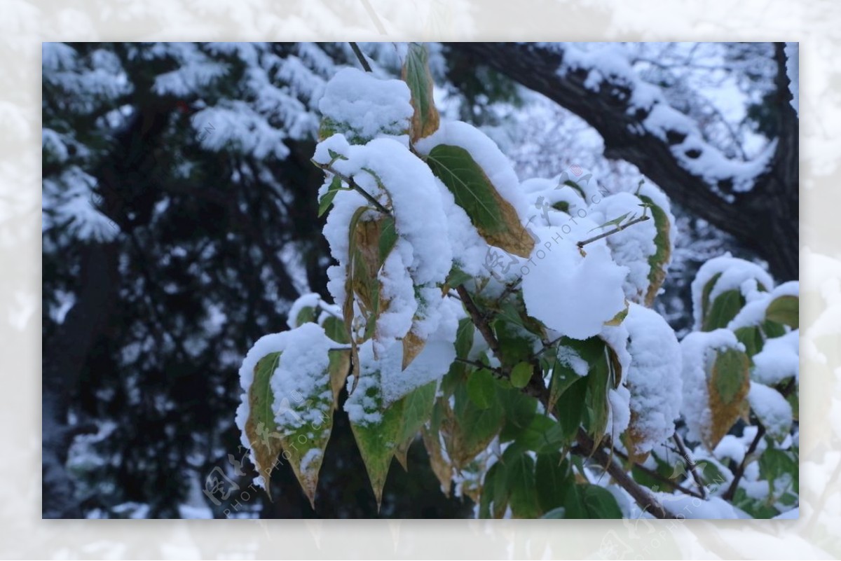 冬日初雪