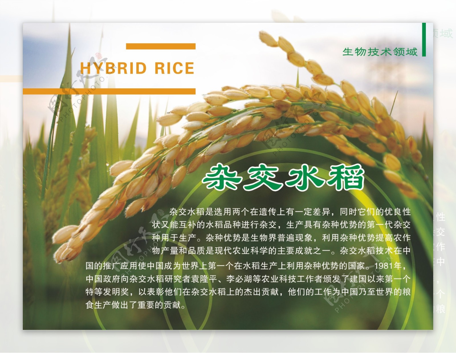 水稻展板