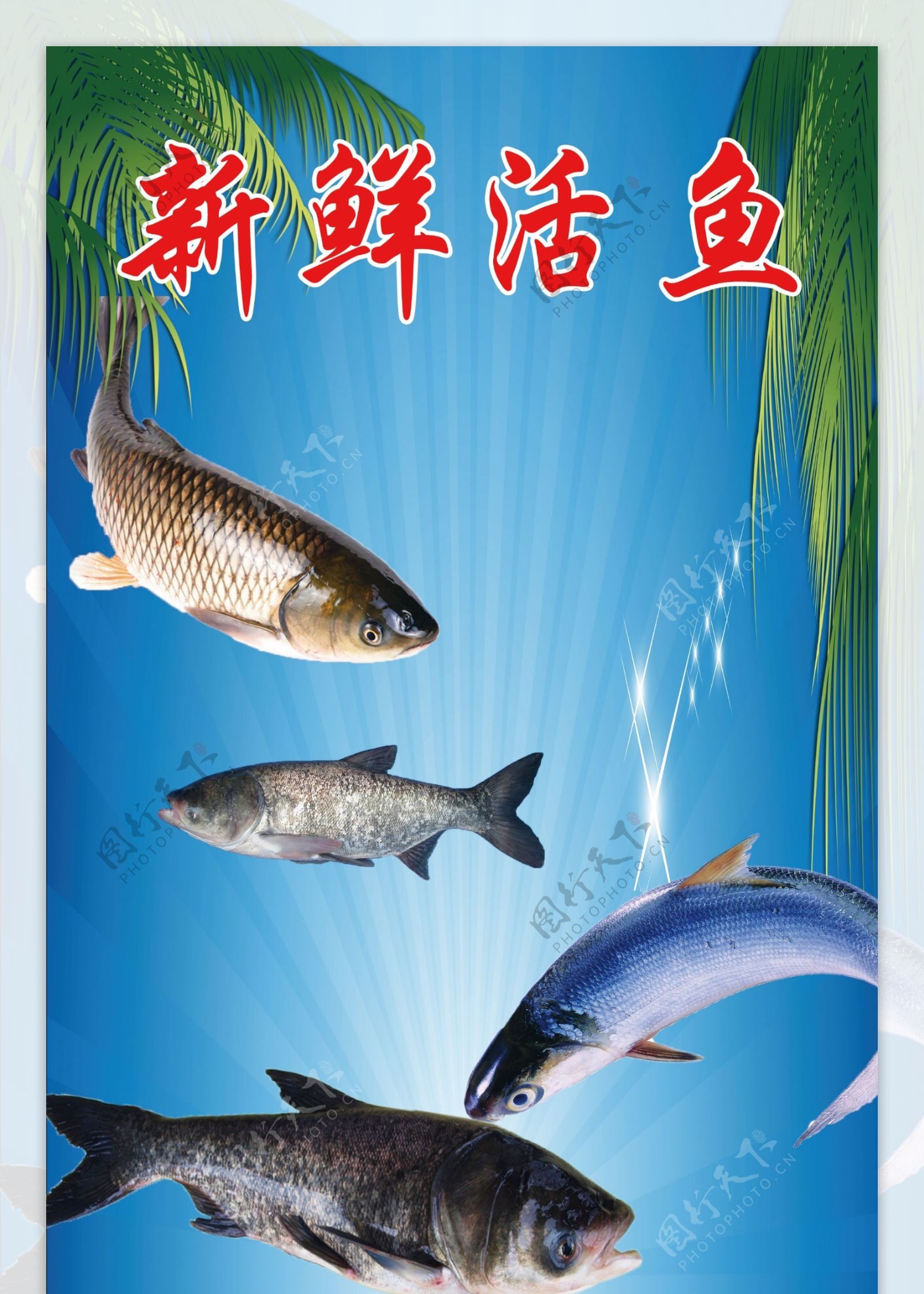 新鲜活鱼广告
