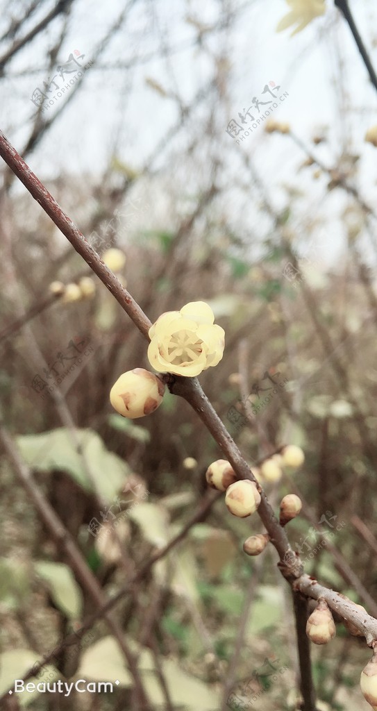 蜡梅树枝花瓣蓝天花苞