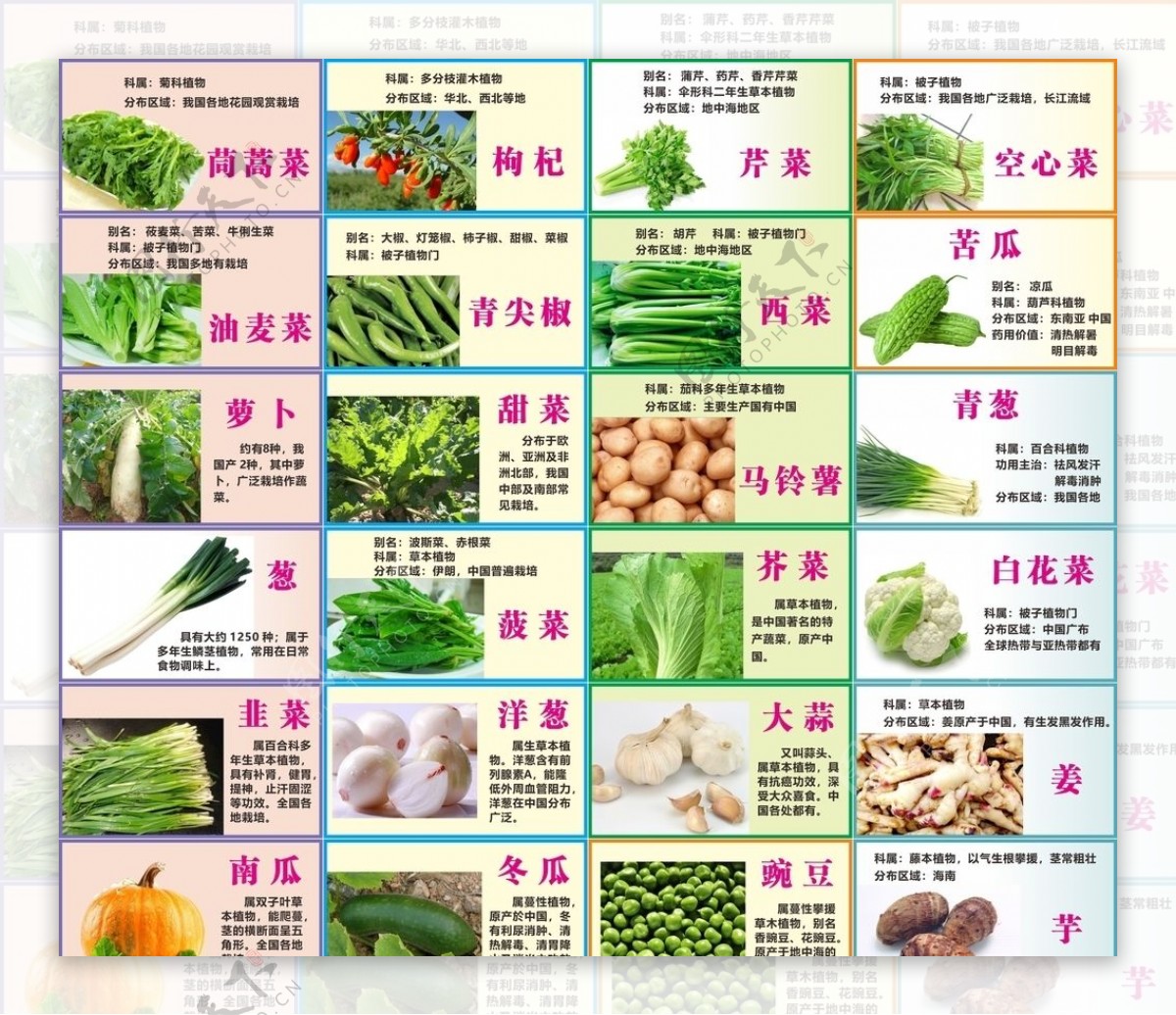 蔬菜介绍