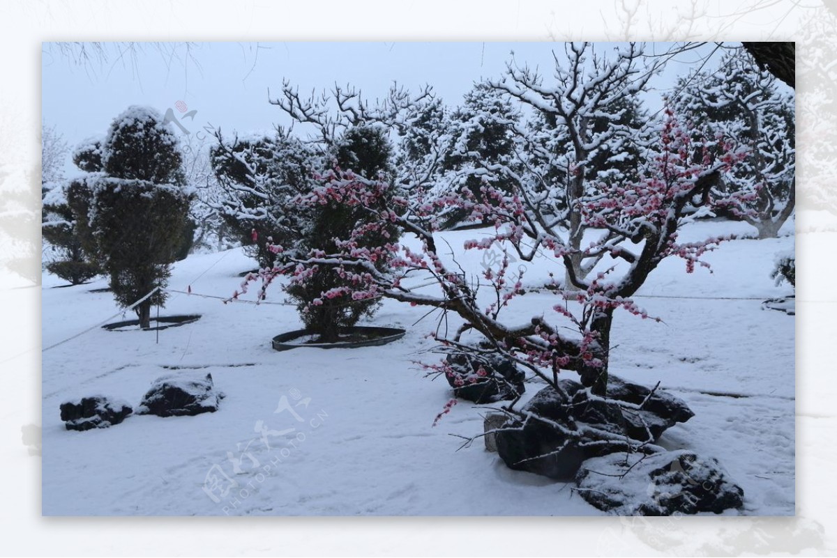 冬雪地景