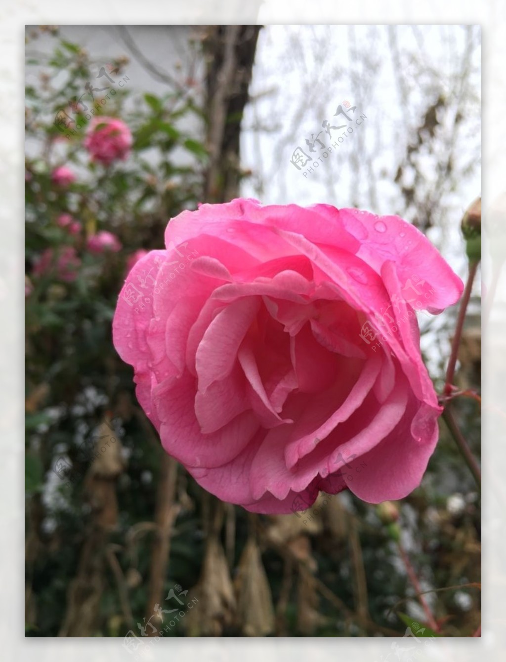 月季花鲜花玫瑰花月季