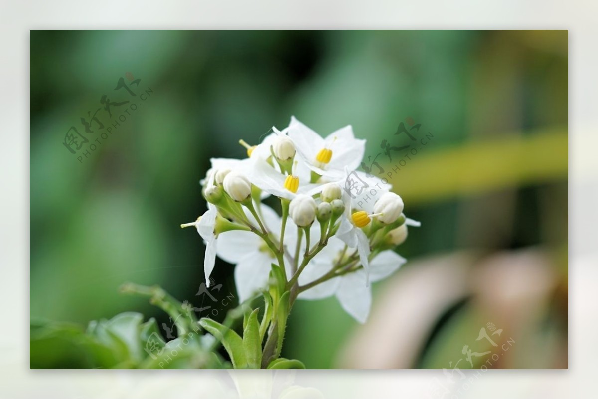 清香茉莉花美图摄影