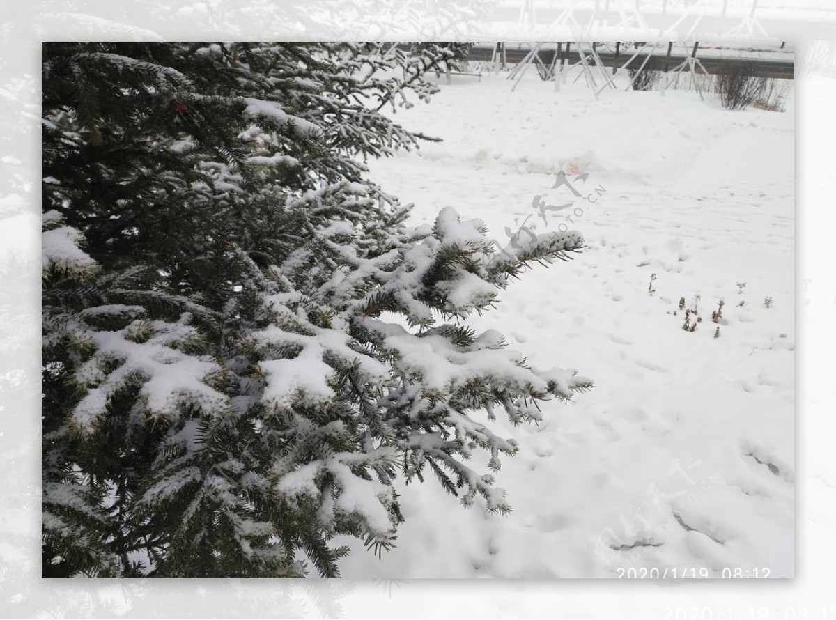 雪白雪雪地树冬天