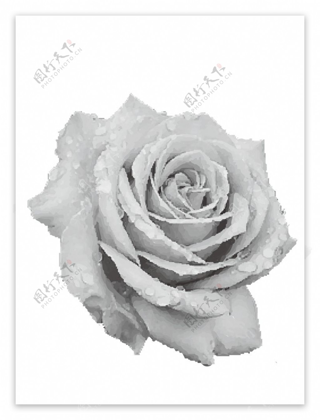 矢量色块组灰度玫瑰花可自行上色